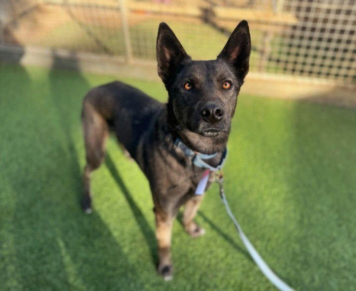 MAYA - Belgian Shepherd Malinois available for adoption