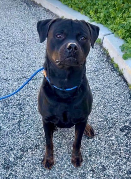 DIP - Rottweiler available for adoption