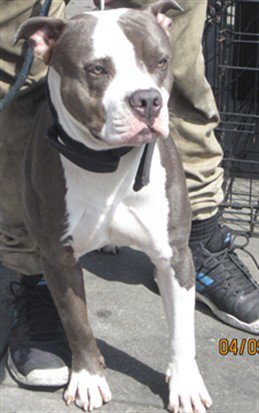GUNNER - Pit Bull Terrier available for adoption