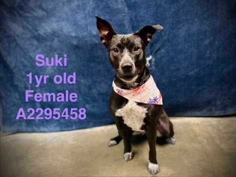 SUKI Image