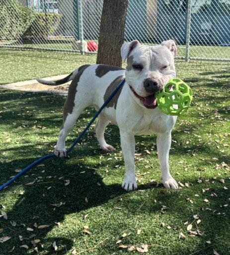 MULAN - Pit Bull Terrier available for adoption