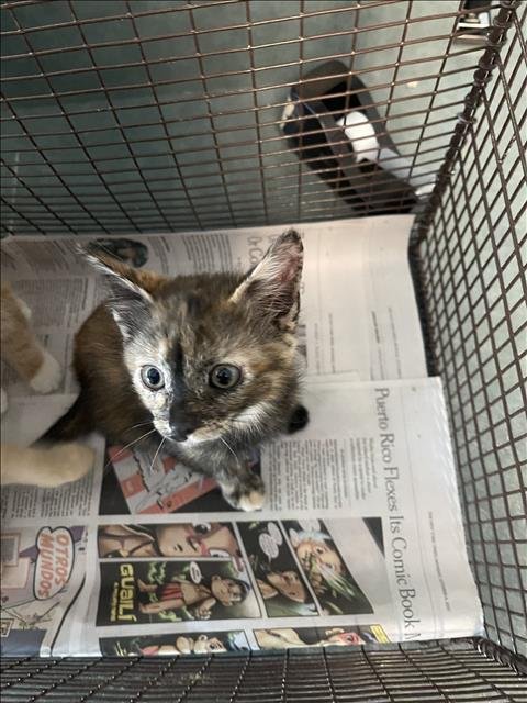 ROSIE - Domestic Short Hair available for adoption