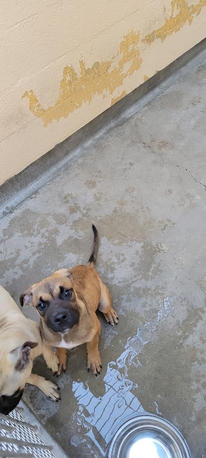 KONA - Boxer / Bullmastiff available for adoption