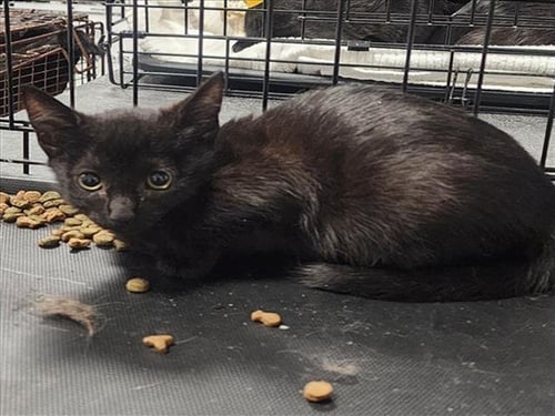 WEDNESDAY - Domestic Short Hair available for adoption