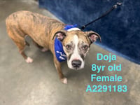 DOJA - Photo 1