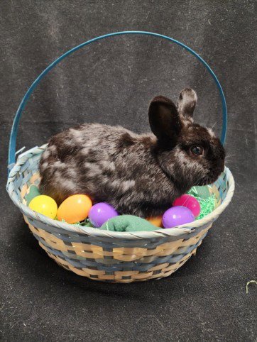 CRICKET - American available for adoption