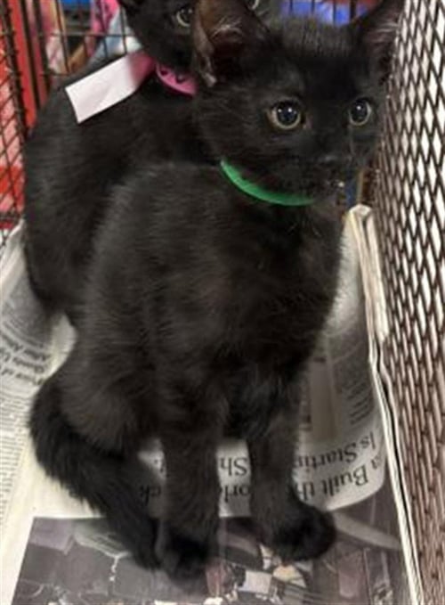 JINX - Domestic Short Hair available for adoption