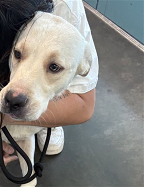 RUNTZY - Labrador Retriever / Staffordshire Bull Terrier available for adoption