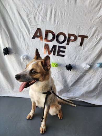 STRIDER - Queensland Heeler available for adoption