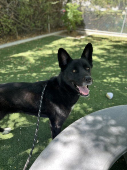 BELLA Image