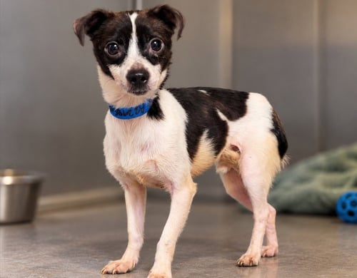 GUMBY - Chihuahua available for adoption