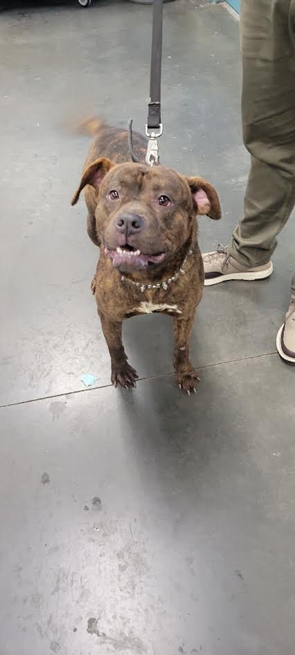 CHAKO - Boxer available for adoption