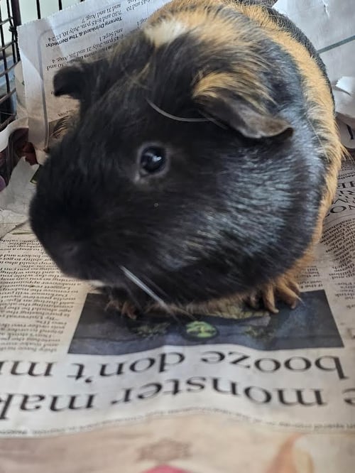 CHUGGER - Guinea Pig available for adoption