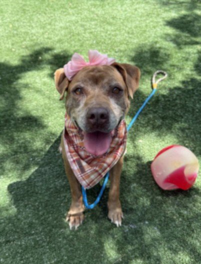 FRIDA - Staffordshire Bull Terrier available for adoption