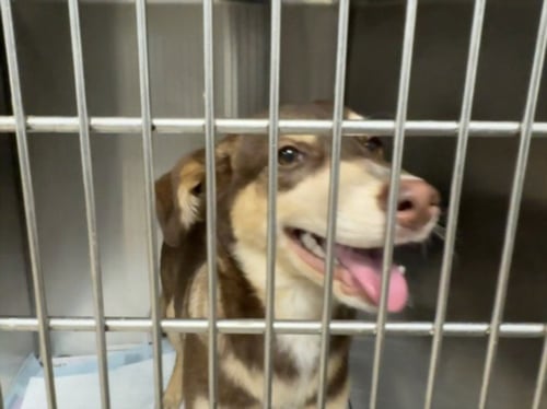 MOLLY - German Shepherd Dog available for adoption