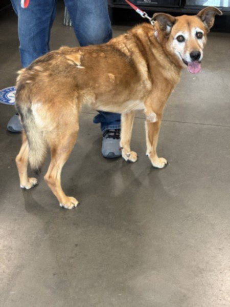 ROCHE - Shiba Inu / Cardigan Welsh Corgi available for adoption