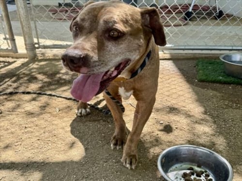 FRIDA - Staffordshire Bull Terrier for adoption in Santa Clarita