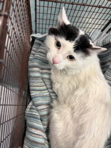 PECAN - Domestic Medium Hair for adoption in Santa Clarita