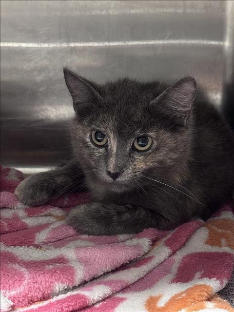RIPLEY - Domestic Short Hair for adoption in Santa Clarita