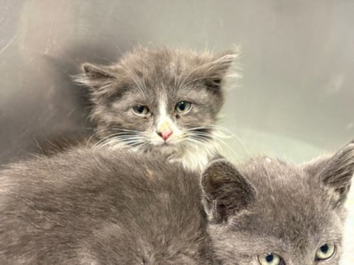 JUNIPER - Domestic Medium Hair available for adoption