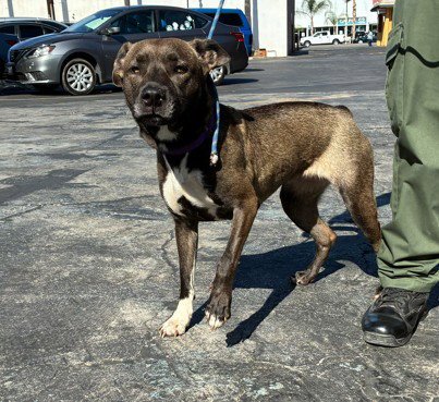 BABY - Pit Bull Terrier available for adoption