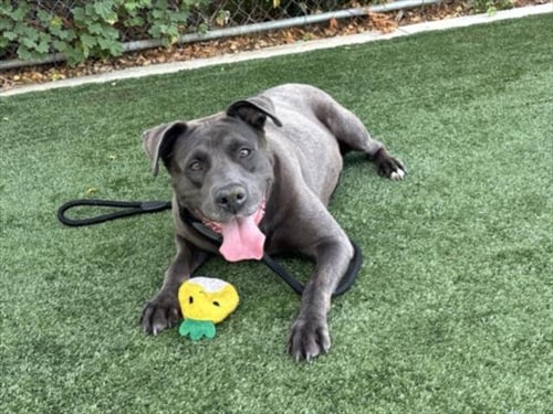 MIMI - Staffordshire Bull Terrier for adoption in Santa Clarita