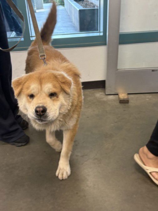 PEEWEE - Chow Chow available for adoption