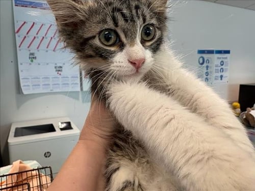 BUTTON - Domestic Short Hair available for adoption