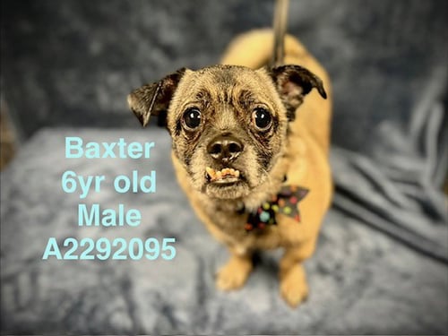BAXTER - Pug available for adoption