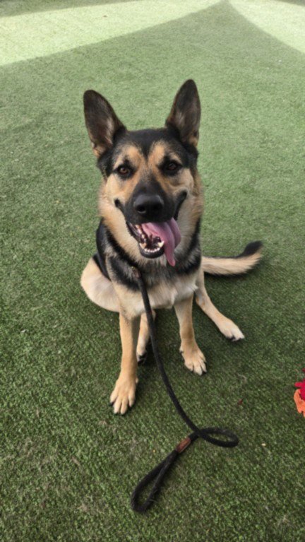 PRICE - German Shepherd Dog available for adoption