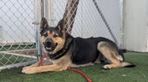 BRUNO - German Shepherd Dog available for adoption