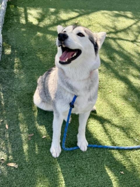 BONNIE - Siberian Husky for adoption in Santa Clarita