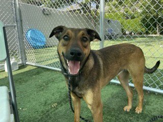 MAYA - Doberman Pinscher for adoption in Santa Clarita