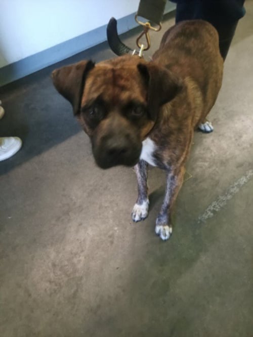 OCEAN - Boxer available for adoption