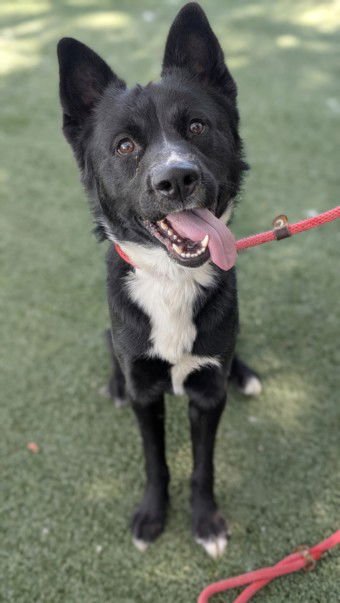 LEO - Australian Shepherd available for adoption