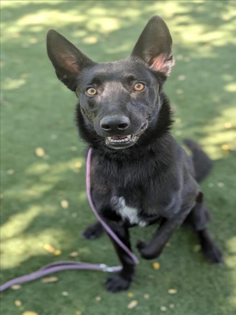 MUCHTAR - Belgian Shepherd Malinois available for adoption