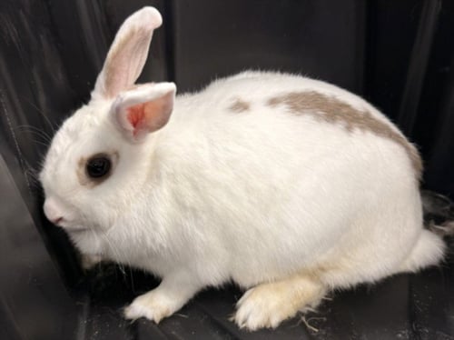 TURBO - Shorthaired Rabbit available for adoption