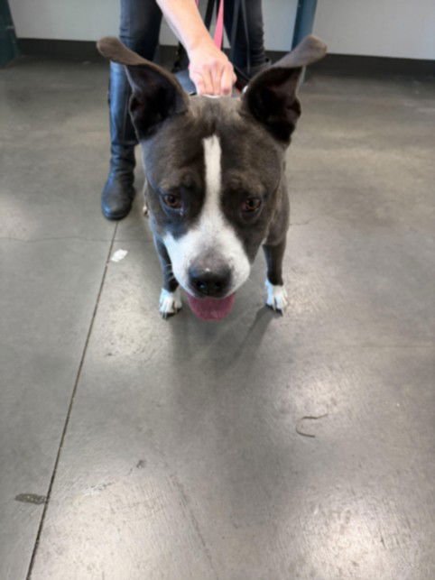 MACY - American Staffordshire Terrier available for adoption