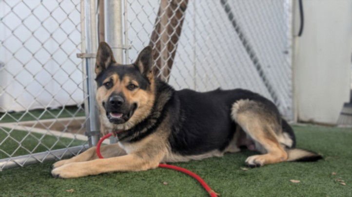 PRICE - German Shepherd Dog available for adoption