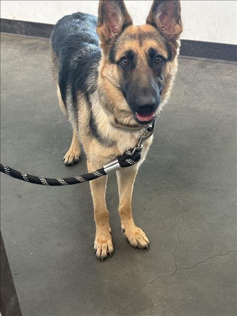 ABIGAIL - German Shepherd Dog available for adoption