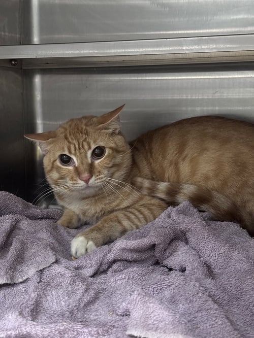 SCOTT - Domestic Short Hair available for adoption
