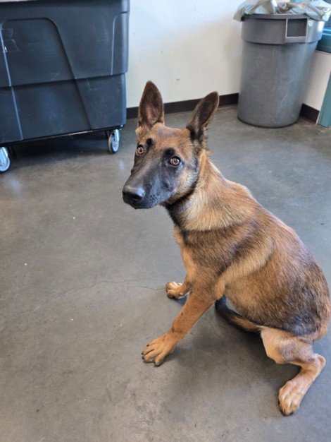 LILY - Belgian Shepherd Malinois available for adoption