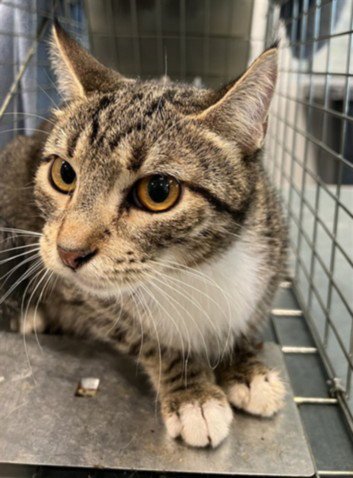 JAY - Domestic Short Hair for adoption in Santa Clarita