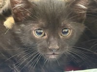 BERLIOZ - Photo 1
