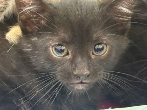 BERLIOZ - Domestic Short Hair available for adoption