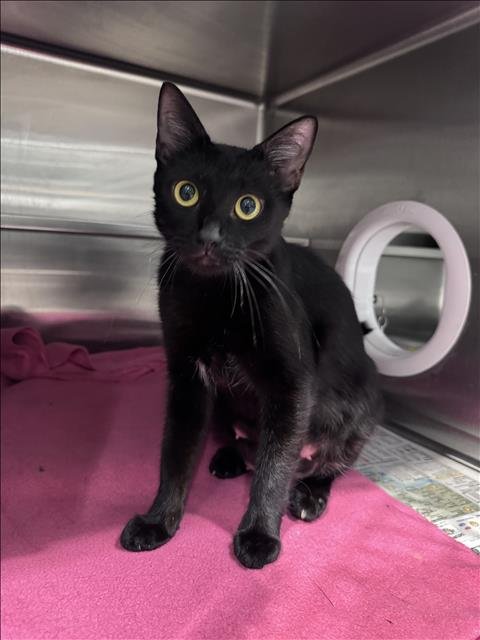 HANNA - Domestic Short Hair for adoption in Santa Clarita