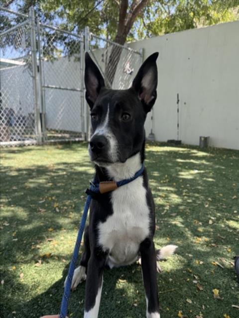 OREO - Pit Bull Terrier available for adoption