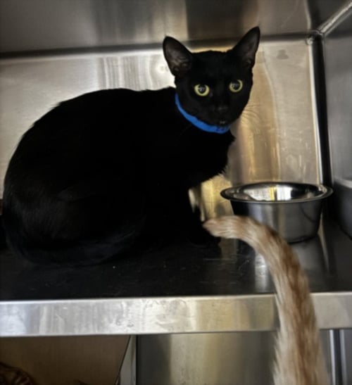 SUSHI - Domestic Short Hair available for adoption