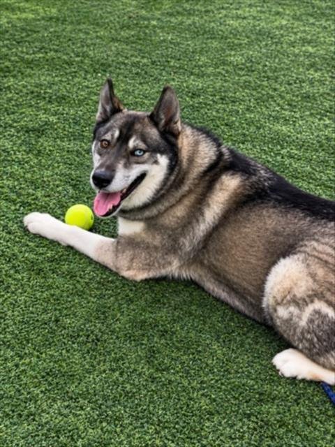 MANA - Husky / German Shepherd Dog available for adoption