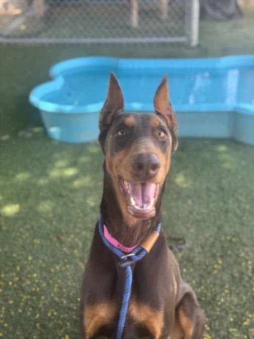 KYRA - Doberman Pinscher available for adoption